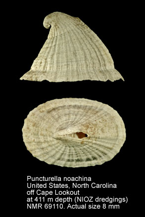 Puncturella noachina (2).jpg - Puncturella noachina(Linnaeus,1771)